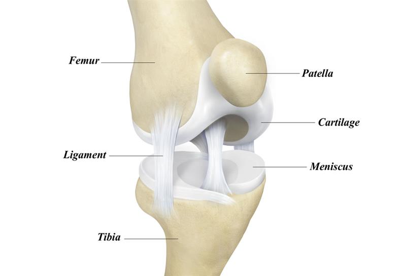 imagen de una rodilla sana.jpg