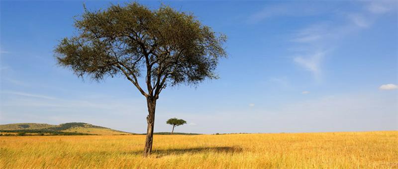 tree in the African desert